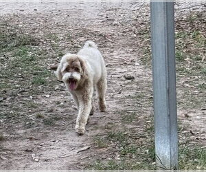 Poodle (Miniature)-Unknown Mix Dogs for adoption in Oakhurst, NJ, USA