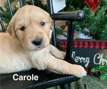 Small Photo #23 Golden Retriever Puppy For Sale in LE ROY, MN, USA