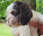 Small #1 Cocker Spaniel