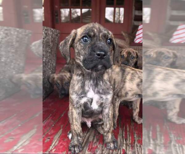 Medium Photo #2 Boxador Puppy For Sale in New York, NY, USA