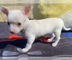 Small Photo #20 Chihuahua Puppy For Sale in ORLANDO, FL, USA