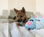 Small Photo #1 Shiba Inu Puppy For Sale in SYLMAR, CA, USA
