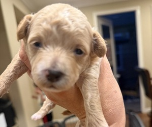 Maltipoo (Toy) Puppy for sale in CARLSBAD, CA, USA