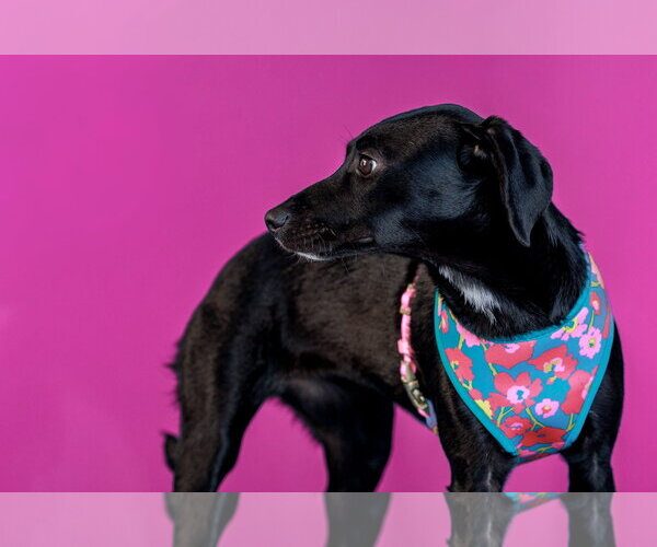 Medium Photo #3 Dachsador Puppy For Sale in The Woodlands, TX, USA