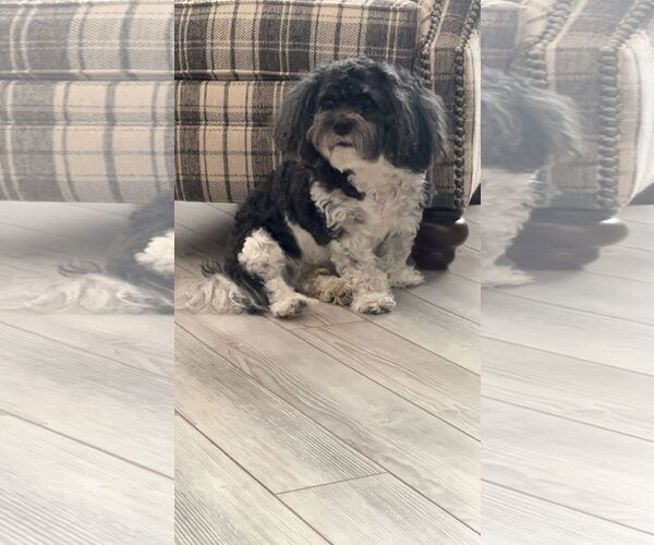 Medium Photo #2 Cavalier King Charles Spaniel Puppy For Sale in Rootstown, OH, USA