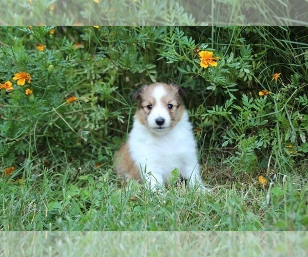 Medium Photo #1 Shetland Sheepdog Puppy For Sale in KINGSPORT, TN, USA