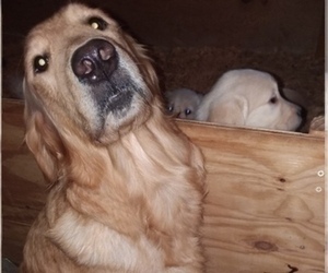 Mother of the Golden Retriever puppies born on 09/26/2022