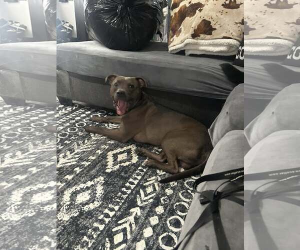 Medium Photo #8 American Pit Bull Terrier-Unknown Mix Puppy For Sale in FAIRLAWN, OH, USA