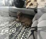Small #7 American Pit Bull Terrier Mix