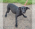 Small #1 Border Collie Mix