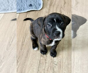 American Staffordshire Terrier-Unknown Mix Dogs for adoption in Holly Springs, NC, USA