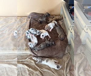 Great Dane Puppy for sale in PITTSBURG, CA, USA