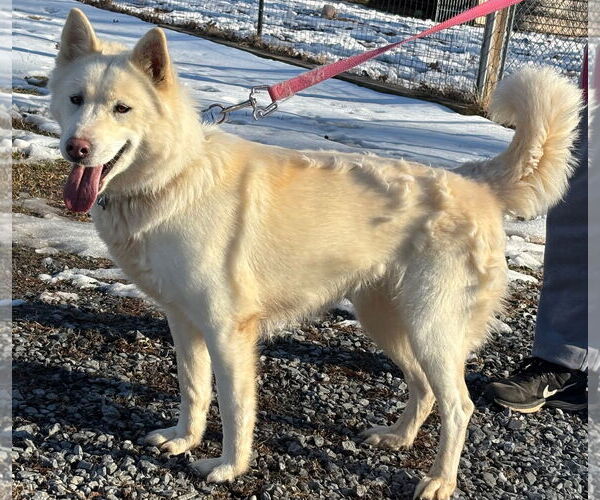 Medium Photo #3 Siberian Husky Puppy For Sale in Rustburg, VA, USA