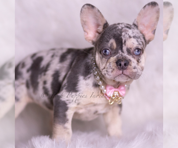 Medium Photo #4 French Bulldog Puppy For Sale in WARSAW, IN, USA