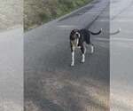 Small #4 Mutt