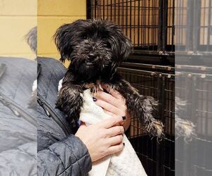 Mutt Dogs for adoption in Perth Amboy, NJ, USA