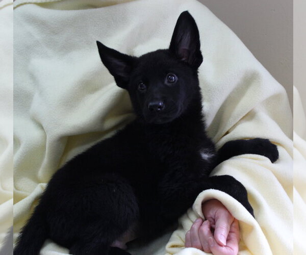 Medium Photo #2 Mutt Puppy For Sale in Prattville, AL, USA