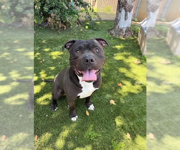 Medium Photo #2 Mutt Puppy For Sale in Chula Vista, CA, USA