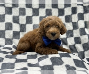Double Doodle Puppy for sale in LAKELAND, FL, USA