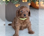 Small Photo #6 Cavapoo Puppy For Sale in DUNDEE, OH, USA