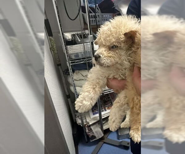 Medium Photo #2 Mutt Puppy For Sale in New York, NY, USA