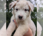 Brie - Female Great Pyrenees-Unknown Mix Dog for Adoption - Small photo