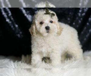 Medium Maltipoo (Miniature)