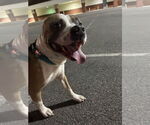 Small #6 American Pit Bull Terrier Mix