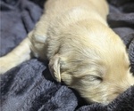 Small Photo #28 Golden Retriever Puppy For Sale in MODESTO, CA, USA