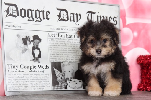 Medium Photo #5 Poochon Puppy For Sale in BEL AIR, MD, USA