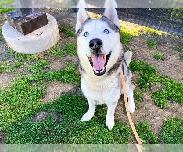 Medium Photo #1 Siberian Husky Puppy For Sale in Orange, CA, USA