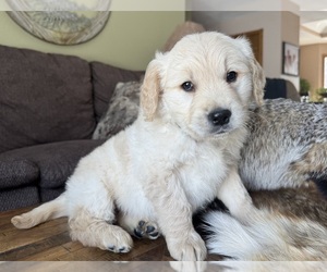 Golden Retriever Puppy for sale in FORDLAND, MO, USA