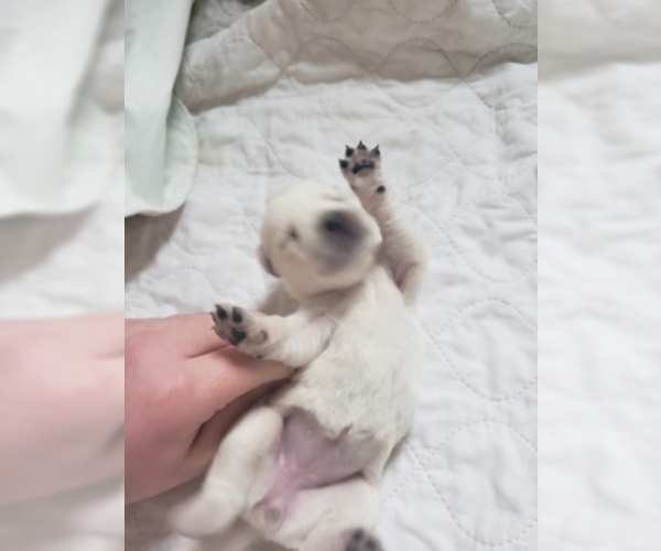 Medium Photo #32 Labrador Retriever Puppy For Sale in NEW LENOX, IL, USA