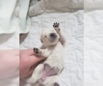 Small Photo #32 Labrador Retriever Puppy For Sale in NEW LENOX, IL, USA