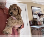 Small Photo #5 Labradoodle Puppy For Sale in CONCORD, CA, USA