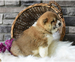 Small Photo #2 Shiba Inu Puppy For Sale in NAPPANEE, IN, USA
