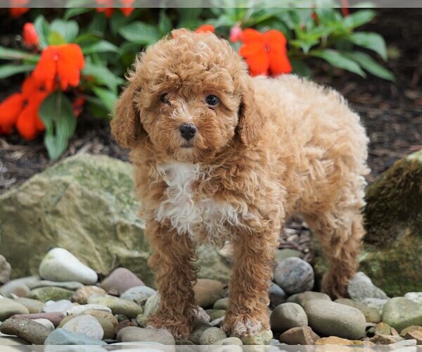 Medium Photo #1 Poodle (Miniature) Puppy For Sale in FREDERICKSBG, OH, USA