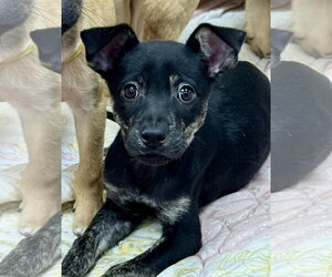 Skye - Female Holland Shepherd-Unknown Mix Dog for Adoption - Photo #4