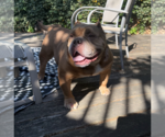 Small #2 Bulldog