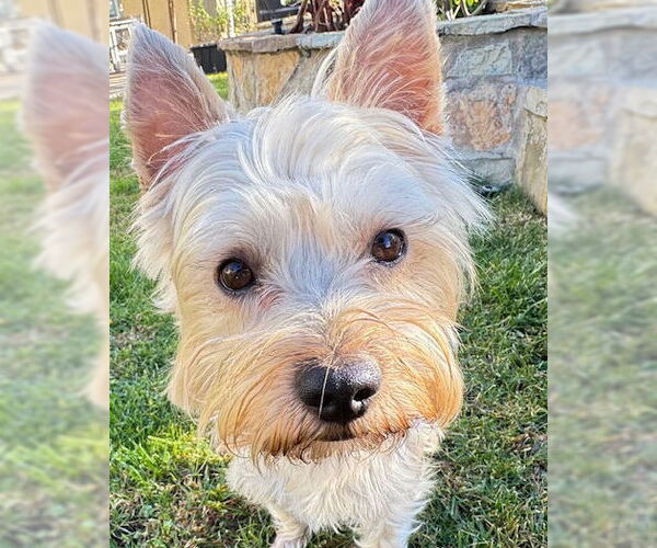 Medium Photo #9 Mutt Puppy For Sale in Corona, CA, USA