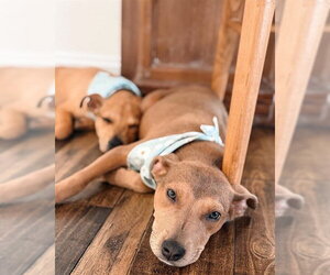 American Pit Bull Terrier-Unknown Mix Dogs for adoption in Pasadena, TX, USA