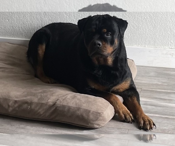 Medium Photo #30 Rottweiler Puppy For Sale in AURORA, CO, USA