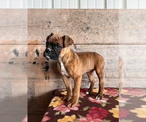 Boxer Puppy for Sale in VERMONTVILLE, Michigan USA