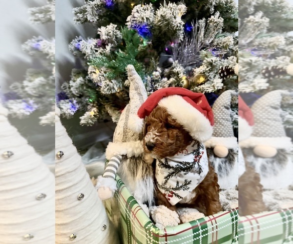 Medium Photo #6 Goldendoodle mix (+ Poodle Miniature) Puppy For Sale in BRONX, NY, USA