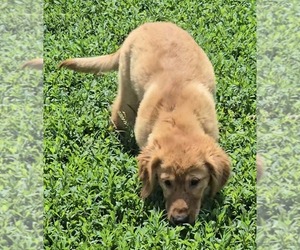 Golden Retriever Puppy for sale in RIGA, MI, USA