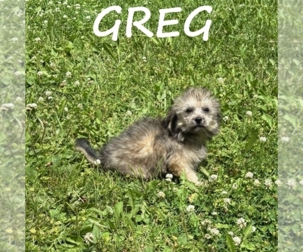 Medium Photo #3 Shih-Poo Puppy For Sale in HARTLAND, MN, USA
