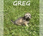 Small #2 Shih-Poo