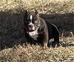 Puppy Puppy 4 American Bully
