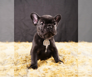 French Bulldog Puppy for sale in AGOURA HILLS, CA, USA