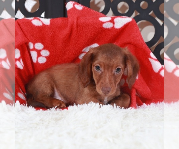 Medium Photo #4 Dachshund Puppy For Sale in MOUNT VERNON, OH, USA